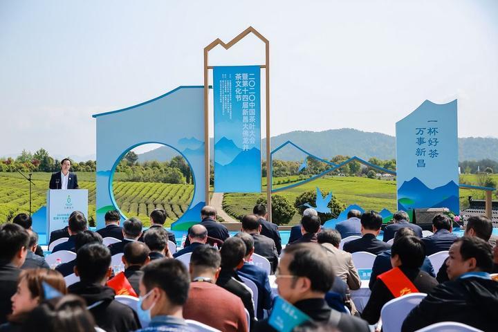 新昌大佛龍井，茶緣故事與價格探討